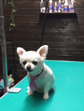 【チワワ】Bちゃん、ご来店ありがとうございました! サマーカット3mmでスムースチワワに変身しました◎ お耳の飾り毛をちょっぴり残してお顔の輪郭と繋げる感じにさせて頂きました。微妙ですが、お耳の輪郭をキッチリと作る場合とは印象が違います。又ロングコートだというアピールにもなります↑ トリミングにとても慣れていて、カットはもちろん、人が来てもじ~っとしていて爪切り、肛門腺絞り、お耳掃除などをしてもじ~っとお利口さんにできました○ ご紹介頂きありがとうございました(^^)