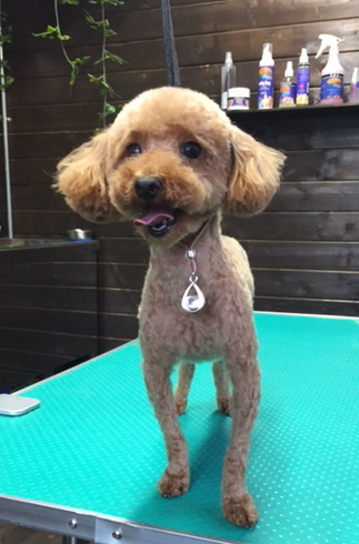 【トイ・プードル】Kちゃん、ご来店ありがとうございました! いつもより少し短めにサマーカットさせて頂きました。 お耳も短くカットして、尻尾はウサギさんのようにポンポンに、マズルの毛が生えてきてましたので、短めのテディーに◎ 左耳の中が赤くなってまして、無理して耳の毛を抜くと炎症などが発生してしまうかと思い、お掃除はある程度にさせて頂きました。 様子をみて、痒がっていたり気にしているようでしたら獣医さんに見てもらってくださいね! 今日はお掃除したのでブルブルしてると思います。 とってもお利口さんにトリミングできました(^^)