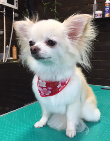 【チワワ】Mちゃんはお父さんが終わると自分の番なのがわかっていてゲージで尻尾を振って早くしてというアピールをするのが可愛いです! お耳の飾り毛の縺れをとってから、ナノバブルオゾン水でしっかりと湯洗してからシャンプーして、コンディショナー、そしてブローしました。 3頭の中では一番抜けたかもしれません○ 尻尾をちょっぴり詰めて、お尻をま~るく短めにカットして衛生的にさっぱりしました。 肛門腺がとても溜まっていたのでしっかりと絞り、今日もお利口さんにトリミングできました(^^)