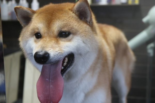 【柴犬】T君　ご利用ありがとうございました。　ナノバブルオゾンシャンプーコースでお手入れしました。　換毛期中なので沢山抜けました〇　爪切りやお耳掃除もして今日もとってもお利口さんにトリミングできました(^^)/栃木県真岡市　トリミングサロン221B