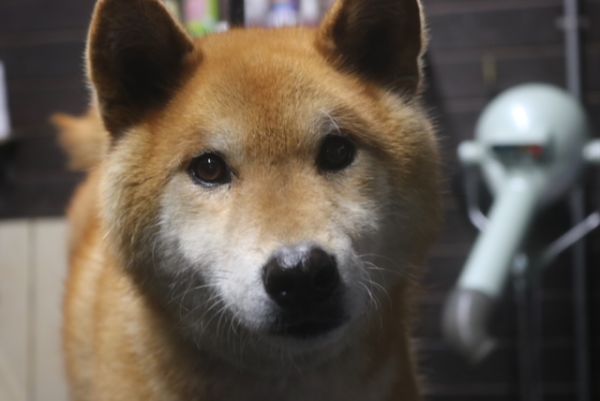 【柴犬】T君　ご利用ありがとうございました。　ナノバブルオゾンシャンプーコースでお手入れしました。　高齢犬なのであまり無理にない範囲で作業しました。　全身をブラッシングしてからオゾン水を使って湯煎し、シャンプーしました。　爪切りやお耳掃除等もしてフワフワになりました〇　苦手な事もなくとってもお利口さんにトリミングできました(^^)/栃木県真岡市　トリミングサロン221B