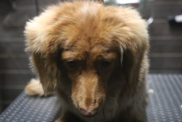【mix】Aちゃん　ナノバブルオゾンシャンプーコースのご利用ありがとうございました。　ブラッシングをしてからオゾン水を使ってシャンプー・リンシングをしてブローをしました。　足周りをカットしてお耳掃除等のお手入れをして綺麗になりました◎　今日もとってもお利口さんにトリミングできました(^^)/栃木県真岡市　トリミングサロン221B