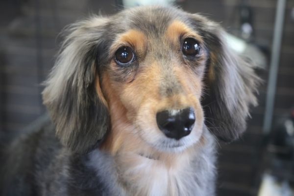 【ダックス】Sちゃん　カットコースのご利用ありがとうございました。　爪切り等を済ませてからナノバブルオゾン水を使ってシャンプーした後にカットに入りました。　全体的にふわっとしている部分をハサミでカットしてスッキリしたラインになりました◎　　今日もとってもお利口さんにトリミングできました(^^)/栃木県真岡市　トリミングサロン221B
