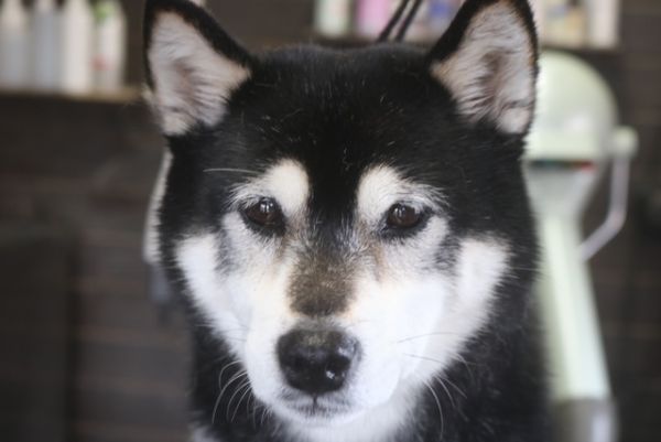 【柴犬】Kちゃん　ナノバブルオゾンシャンプーコースのご利用ありがとうございました。　良くお手入れされていたので直ぐにシャンプーに入る事ができました◎　オゾン水を使って湯煎してからシャンプー・リンシングをしてブローをしました。　爪切りやお耳掃除等もして綺麗になりました。　今日もとってもお利口さんにトリミングできました(^^)/栃木県真岡市　トリミングサロン221B
