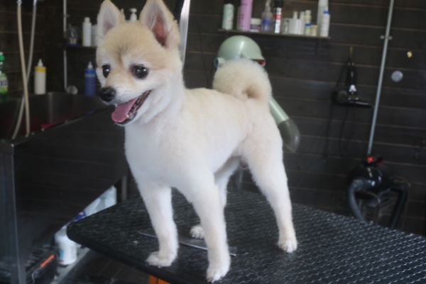 【ポメラニアン】M君　カットコースのご利用ありがとうございました。　シャンプーブローをしてから全身を短めにカットしました。　尻尾も短めにカットして柴犬風になりました◎　　今日もとってもお利口さんにトリミングできました(^^)/栃木県真岡市　トリミングサロン221B