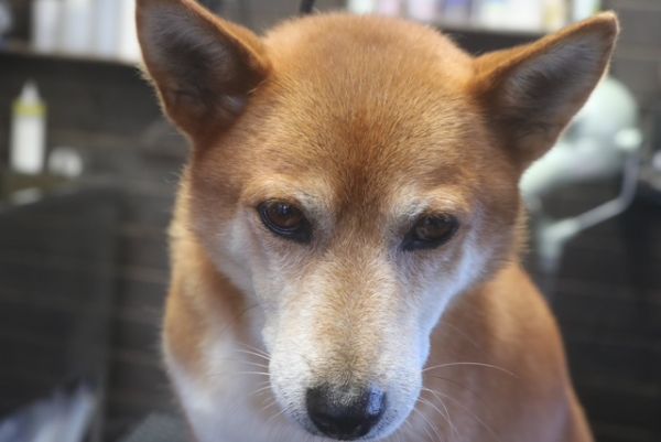 【柴犬】A君　ナノバブルオゾンシャンプーコースのご利用ありがとうございました。　全身をブラッシングしてからナノバブルオゾン水を使ってシャンプー・リンシングをしてブローをしました。　足裏を綺麗にしてお耳掃除をして全身綺麗になりました◎　今日もとってもお利口さんにトリミングできました(^^)/栃木県真岡市　トリミングサロン221B