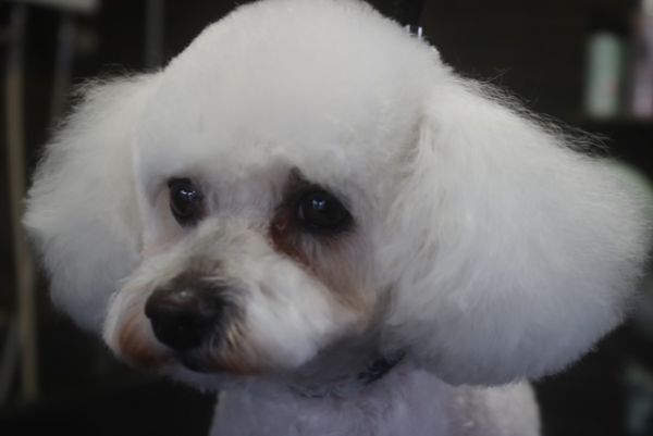 【ビション】Rちゃん　カットコースのご利用ありがとうございました。　全身を6㎜の長さで揃えました。　目の周りやお口周りは短めにして、お耳や尻尾は揃える程度にしてスッキリさっぱりになりました◎　皮膚の状態も問題ないと思います。　今日もとってもお利口さんにトリミングできました(^^)/栃木県真岡市　トリミングサロン221B