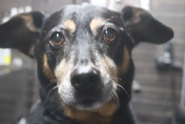 【ジャーマンピンシャー】Mちゃん　ナノバブルオゾンシャンプーコースのご利用ありがとうございました。　ナノバブルオゾン水を使ってシャンプーしてブロー後に爪切りや足裏を整えて、お耳掃除等をしてお手入れしました◎　特に皮膚の状態や体の具合もいいようで、今日もとってもお利口さんにトリミングできました(^^)/栃木県真岡市　トリミングサロン221B