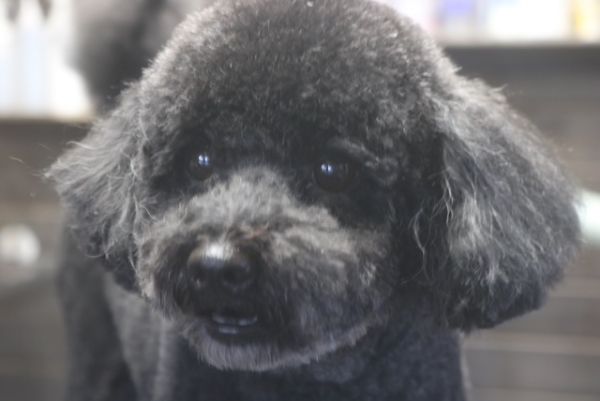 【プードル】Pちゃん　カットコースのご利用ありがとうございました。　全身をブラッシングしてから爪切り・お耳掃除をしてナノバブルオゾン水を使ってシャンプーしてからカットに入りました。　体・手足はいつもの長さにして目の周りは短めにしました◎　お尻周りは気にしないように軽くにしました。　今日もとってもお利口さんにトリミングできました(^^)/栃木県真岡市　トリミングサロン221B