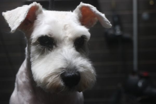 【シュナウザー】C君　カットコースのご利用ありがとうござました。　前回と同じ長さで全身をカットしました。　目やには取れる範囲でお湯でふやかして取りました。　次回のシャンプーコースの時に再度チェックします。　まつ毛があると汚れやすいのでカットしました◎　　今日もとってもお利口さんにトリミングできました(^^)/栃木県真岡市　トリミングサロン221B