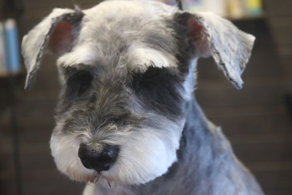 【シュナウザー】H君　カットコースのご利用ありがとうございました。　前回と同じ長さで全身をカットしました。　爪切りやお耳掃除等の基本的なお手入れをしてからオゾン水を使ってシャンプーをして、仕上げのカットをしました◎　今日もとってもお利口さんにトリミングできました(^^)/栃木県真岡市　トリミングサロン221B