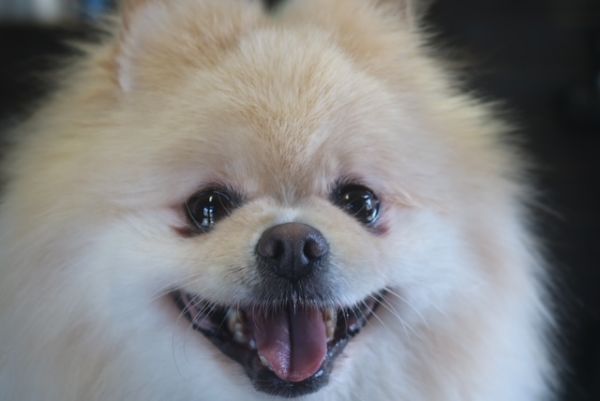 【ポメラニアン】R君　ナノバブルオゾンシャンプーコースのご利用ありがとうございました。　カットをしてから全体的に伸びてきました。　寒い間は長めの状態をキープして、暖かくなったらカットをする感じでいいと思います◎　オゾン水を使ってシャンプーして綺麗になりました◎　今日もとってもお利口さんにトリミングできました(^^)/栃木県真岡市　トリミングサロン221B