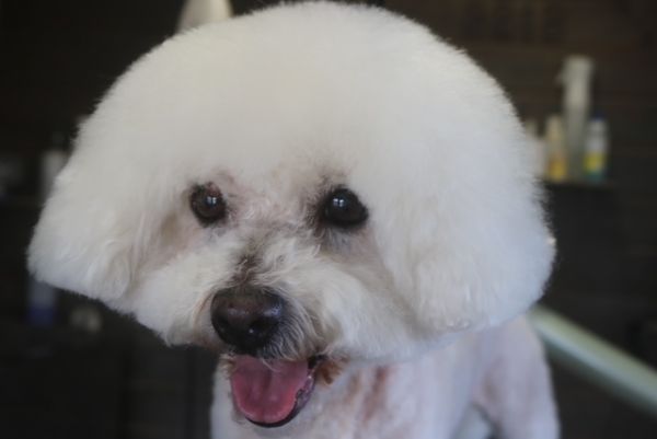 【ビション】カットコースのご利用ありがとうございました。　首周りの炎症している部分は極力触らないようにしながら作業しました。　全身を5mmの長さに揃えてもつれにくいようにしました。　爪切りやお耳掃除をして今日もとってもお利口さんにトリミングできました(^^)/栃木県真岡市　トリミングサロン221B