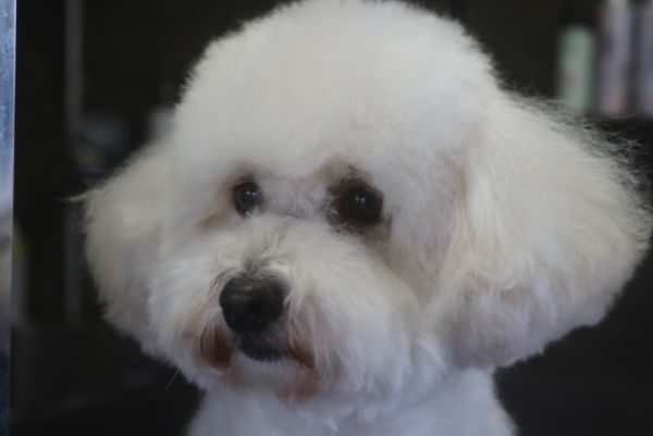 【プードル】ナノバブルオゾンシャンプーコースのご利用ありがとうございました。　今日はシャンプーの日なのでブラッシングをしてお耳掃除や爪切り等のお手入れをしてからシャンプーに入りました。　ナノバブルオゾン水を使ってシャンプー・リンシングをしてからブローをしました。　目の周りを少しカットして足裏を綺麗にして今日もとってもお利口さんにトリミングできました(^^)/栃木県真岡市　トリミングサロン221B