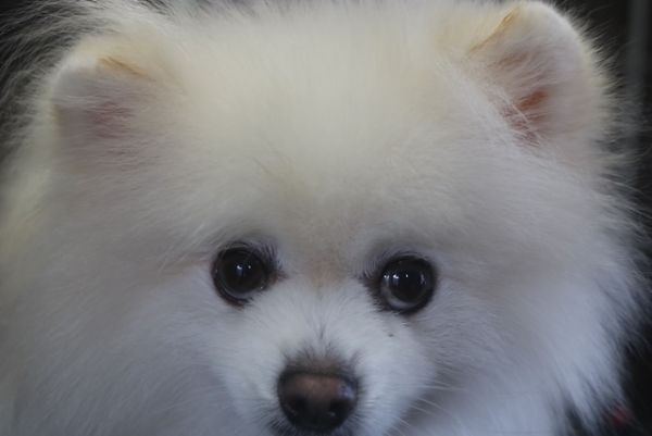 【ポメラニアン】ナノバブルオゾンシャンプーコースのご利用ありがとうござました。　被毛の状態が前回よりも戻っているように思います。　全体的にブラッシングをしてからナノバブルオゾン水を使ってシャンプー・リンシングをしてブローをしました。　足周り・足裏を整えて全身綺麗になりました◎　今日もとってもお利口さんにトリミングできました(^^)/栃木県真岡市　トリミングサロン221B