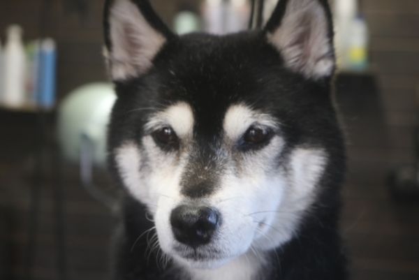 【柴犬】ナノバブルオゾンシャンプーコースのご利用ありがとうございました。　ブラッシングをしてからオゾン水を使ってシャンプー・リンシングをしました。　換毛期なので多少抜けましたが、良くお手入れされてました◎　爪切りやお耳掃除をして全身綺麗になりました。　今日もとってもお利口さんにトリミングできました(^^)/栃木県真岡市　トリミングサロン221B