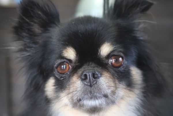 【チワワ】ナノバブルオゾンシャンプー＋部分カットのご利用ありがとうございました。　爪切り等の基本的なお手入れをしてからナノバブルオゾン水を使ってシャンプーしました。　ブロー後にお尻をカットして足周りを整えて全身綺麗になりました◎　今日もとってもお利口さんにトリミングできました(^^)/栃木県真岡市　トリミングサロン221B