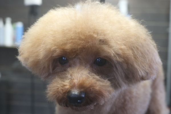 【プードル】ナノバブルオゾンシャンプーコースのご利用ありがとうございました。　ブラッシングをしてから爪切りやお耳掃除等を済ませてシャンプーに入りました。　ブローをしてから目の周りを少しカットして綺麗になりました◎　今日もとってもお利口さんにトリミングできました(^^)/栃木県真岡市　トリミングサロン221B