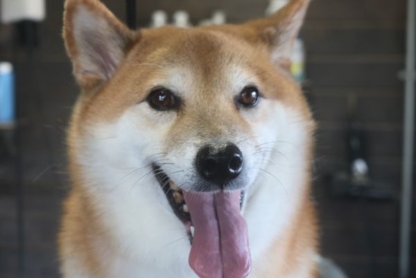 【柴犬】ナノバブルオゾンシャンプーコースのご利用ありがとうございました。　換毛期が始まっているようで、しっかりとブラッシングをしてからシャンプーに入りました。　ナノバブルオゾン水を使ってシャンプー・リンシングをしてブローをしました。　爪切りや足裏を綺麗にしてお耳掃除等をしてお手入れしました◎　今日もとってもお利口さんにトリミングできました(^^)/栃木県真岡市　トリミングサロン221B 