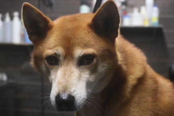 【柴犬】ナノバブルオゾンシャンプーコースのご利用ありがとうございました。　まだ換毛期は来ていないようなのでそれ程抜ける量は多くない状態でした。　ブラッシングをしてからオゾン水を使ってシャンプーしてから爪切りやお耳掃除等のお手入れをしました◎　今日もとってもお利口さんにトリミングできました(^^)/栃木県真岡市　トリミングサロン221B