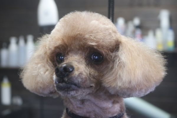 【プードル】カットコースのご利用ありがとうございました。　寒くなってきたのでいつもより少し長めの長さで全身をカットしました。　お顔は汚れにくいように目の上などは短めにしてスッキリサッパリになりました◎　今日もとってもお利口さんにトリミングできました(^^)/栃木県真岡市　トリミングサロン221B