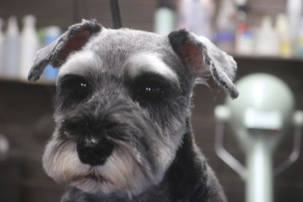 【シュナウザー】カットコースのご利用ありがとうございました。　前回と同じ長さで全身をカットしました。　オゾン水を使ってシャンプーした後にリンシングをしてブロー後に仕上げのカットをしました。　スッキリサッパリになって綺麗になりました◎　今日もとってもお利口さんにトリミングできました(^^)/栃木県真岡市　トリミングサロン221B