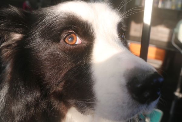 【ボーダーコリー】ナノバブルオゾンシャンプーコースのご利用ありがとうございました。　全身をブラッシングしてからナノバブルオゾン水を使ってシャンプー・リンシングをしました。　ブローをしてから爪切りや足周りを整えてお耳掃除等をして全身綺麗になりました◎　今日もとってもお利口さんにトリミングできました(^^)/栃木県真岡市　トリミングサロン221B