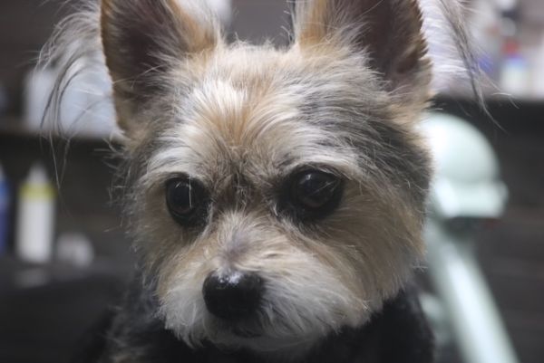 【mix】カットコースのご利用ありがとうございました。　前回より少し長めの長さで全身をカットしました。　オゾン水を使ってシャンプーしてからブロー後に仕上げのカットをしました。　お顔は丸くなるように作って、体はスッキリしたラインになりました◎　今日もとってもお利口さんにトリミングできました(^^)/栃木県真岡市　トリミングサロン221B