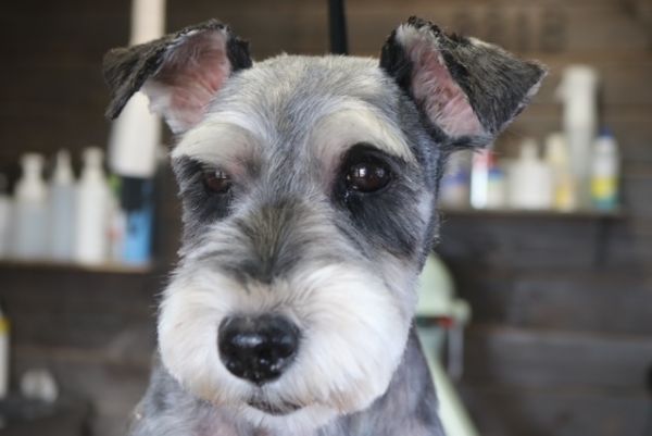 【シュナウザー】カットコースのご利用ありがとうございました。　全身をいつもと同じ長さで揃えました。　爪切りやお耳掃除・肛門腺絞り等をしてからオゾン水を使ってシャンプーした後に仕上げのカットをしました◎　今日もとってもお利口さんにトリミングできました(^^)/栃木県真岡市　トリミングサロン221B