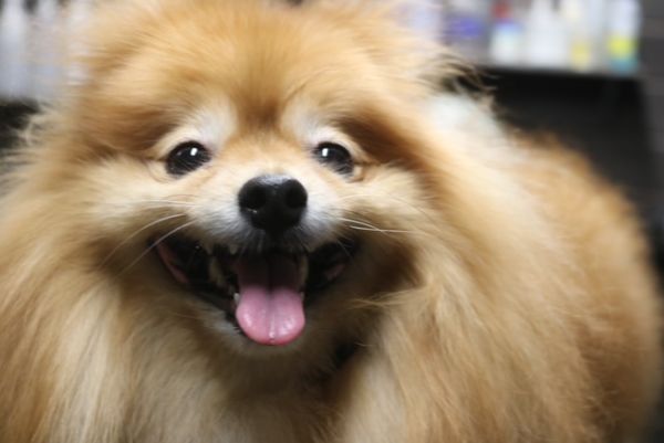 【ポメラニアン】ナノバブルオゾンシャンプー＋部分カットのご利用ありがとうございました。　換毛期なので全身をブラッシングしてからナノバブルオゾン水を使ってシャンプー・リンシングをしました。　ブローをしてからお尻を短めにカットして汚れにくいようにしました◎　今日もとってもお利口さんにトリミングできました(^^)/栃木県真岡市　トリミングサロン221B