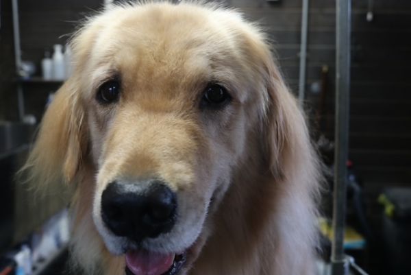 【ゴールデン】ナノバブルオゾンシャンプーコースのご利用ありがとうございました。　全身をブラッシングして縺れを解いてから爪切り等をしてシャンプーにはいりました。　ナノバブルオゾン水を使ってシャンプー・リンシングをしてブローをしてから足周りを綺麗にしてお髭をカットしました◎　今日もとってもお利口さんにトリミングできました(^^)/栃木県真岡市　トリミングサロン221B