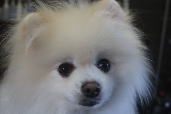 【ポメラニアン】ナノバブルオゾンシャンプーコースのご利用ありがとうございました。　被毛の状態も戻ってきていました。　ブラッシングをしてからナノバブルオゾン水を使ってシャンプー・リンシングをしてブローをしました。　足周りや足裏を綺麗にして全身綺麗になりました◎　今日もとってもお利口さんにトリミングできました(^^)/栃木県真岡市　トリミングサロン221B