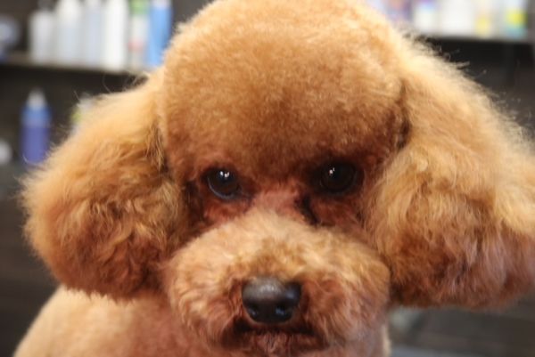 【プードル】ナノバブルオゾンシャンプーコース＋足バリのご利用ありがとうごうざいました。　爪切りやお耳掃除等の基本的なお手入れをしてから足バリを入れて、シャンプーしました。　ブロー後に足周りや目の周りをカットして長めに伸ばしていくようにしました◎　今日もとってもお利口さんにトリミングできました(^^)/栃木県真岡市　トリミングサロン221B