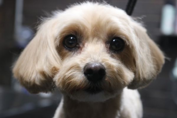 【mix】カットコースのご利用ありがとうございました。　ブラッシングをして縺れを解いてから粗刈りをしてシャンプーに入りました。　ナノバブルオゾン水を使ってシャンプーした後に全身を短めにカットしてスッキリサッパリになりました◎　　爪切りやお耳掃除等のお手入れもして今日もとってもお利口さんにトリミングできました(^^)/栃木県真岡市　トリミングサロン221B