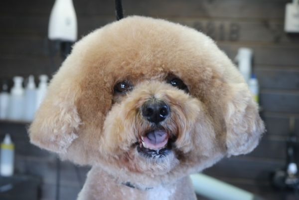 【mix】カットコースのご利用ありがとうございました。　良くブラっシングされていたので比較的早くシャンプーに入る事ができました。　オゾン水を使ってシャンプーした後にブローをしてカットに入りました。　体はいつもより少し長めにしてカットしました◎　今日もとってもお利口さんにトリミングできました(^^)/栃木県真岡市　トリミングサロン221B