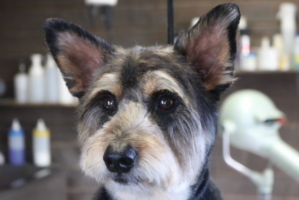 【mix】カットコースのご利用ありがとうございました。　爪切りやお耳掃除等のお手入れをしてからナノバブルオゾン水を使ってシャンプーした後にカットに入りました。　体・手足は前回と同じ長さにしてお顔は丸みが出るようにカットしてスッキリサッパリになりました◎　今日もとってもお利口さんにトリミングできました(^^)/栃木県真岡市　トリミングサロン221B