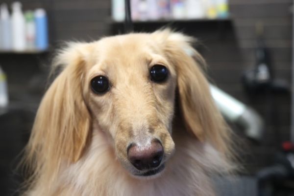 【ダックス】ナノバブルオゾンシャンプーコースのご利用ありがとうございました。　ブラッシングをして爪切り等を済ませてからシャンプーに入りました。　ナノバブルオゾン水を使ってシャンプー・リンシングをしてブローをした後に足周りやお髭のカットをしました◎　お腹に少しバリカンも入れて汚れにくいようにしました。　今日もとってもお利口さんにトリミングできました(^^)/栃木県真岡市　トリミングサロン221B