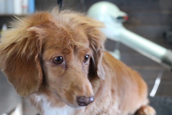 【mix】カットコースのご利用ありがとうございました。　アウトラインをカットしてお腹・お尻周り・フロントを短めにしてスッキリしたラインになりました◎　暖かくなってきてから全身を短くしてあげる感じでいいと思います。　今日もとってもお利口さんにトリミングできました(^^)/栃木県真岡市　トリミングサロン221B