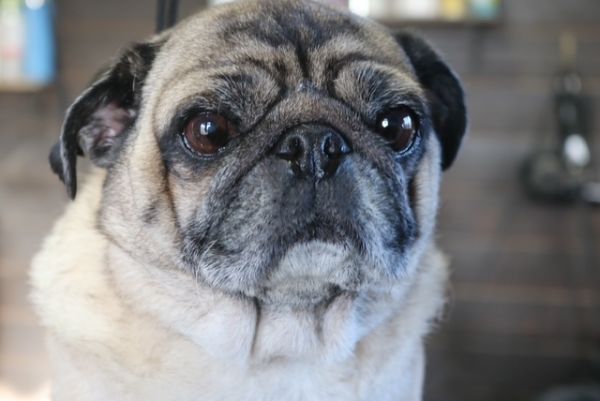 【パグ】ナノバブルオゾンシャンプーコースのご利用ありがとうございました。　オゾン水で湯煎してから薬用シャンプーを使って全身を洗いました。　爪切りやお耳掃除・皺の間を綺麗にしてお手入れしました◎　今日もとってもお利口さんにトリミングできました(^^)/栃木県真岡市　トリミングサロン221B