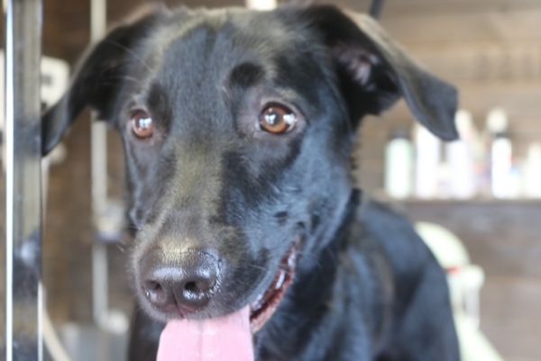 【mix】ナノバブルオゾンシャンプーコースのご利用ありがとうございました。　爪切り等を済ませてからナノバブルオゾン水を使って湯煎してからシャンプー・リンシングをしました。　ブローをして足裏を整えて綺麗になりました◎　今日もとってもお利口さんにトリミングできました(^^)/栃木県真岡市　トリミングサロン221B