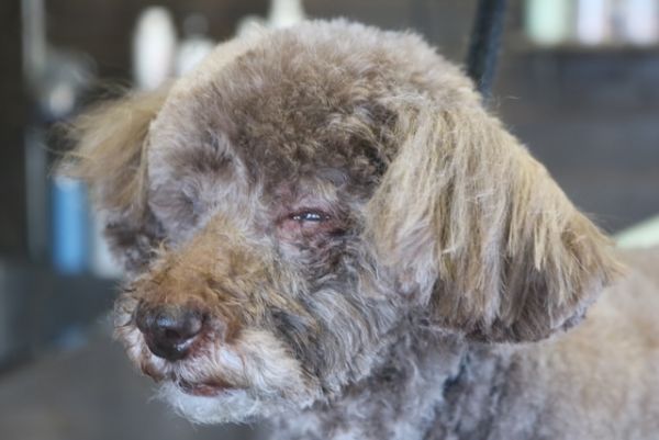 【プードル】カットコースのご利用ありがとうございました。　最初にブラッシングをしてから爪切りやお耳掃除等をしてシャンプーに入りました。　高齢犬の為あまり時間を掛けないようにして作業しました。　ブロー後に体は6㎜・お顔は目の周りを中心に汚れにくいようにしました◎　今日もとってもお利口さんにトリミングできました(^^)/栃木県真岡市　トリミングサロン221B