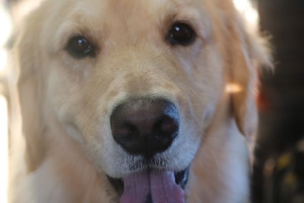 【ゴールデンレトリバー】ナノバブルオゾンシャンプーコースのご利用ありがとうございました。　最初に全身をブラッシングしてからナノバブルオゾン水を使って湯煎してシャンプー・リンシングをしました。　ブローをしてから爪切りや足裏・足周りを整えてお手入れしました。　お耳は治療中との事でしたのでお水が入らないように注意しながら作業しました◎　今日もとってもお利口さんにトリミングできました(^^)/栃木県真岡市　トリミングサロン221B