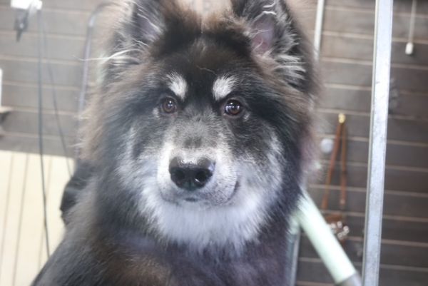 【mix】ナノバブルオゾンシャンプーコースのご利用ありがとうございました。前回よりも随分と大きくなって成長の速さにびっくりしました！　全身をレーキングしてからナノバブルオゾン水を使ってシャンプー・リンシングをしました。　ブローをしてから爪切りや足周りを整えてお耳掃除をしました。　訓練の成果もあり、苦手な事もなくとってもお利口さんにトリミングできました(^^)/栃木県真岡市　トリミングサロン221B