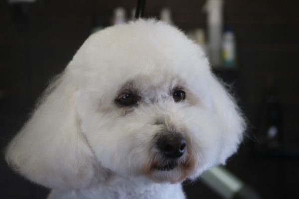 【プードル】ナノバブルオゾンシャンプーコースのご利用ありがとうございました。　全身をブラッシングして爪切りやお耳掃除等をしてからシャンプーに入りました。　ブロー後に足周りや目の周りをカットして次回まで持つようにしました◎　今日もとってもお利口さんにトリミングできました(^^)/栃木県真岡市　トリミングサロン221B