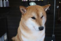 【柴犬】H君　ご利用ありがとうございました。　ナノバブルオゾンシャンプーコースでお手入れしました。　まだ抜け毛が結構ありましたが、シャンプー・ブローをして綺麗になりました◎　今日もとってもお利口さんにトリミングできました(^^)栃木県真岡市　トリミングサロン221B
