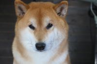 【柴犬】H君　ご利用ありがとうございました。　ナノバブルオゾンシャンプーコースでお手入れしました。　耳が治療中との事でしたので、水が入らないようにシャンプーしました。　爪切りやお耳掃除もして綺麗になりました〇　今日もとってもお利口さんにトリミングできました(^^)/栃木県真岡市　トリミングサロン221B