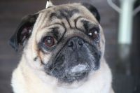 【パグ】C君　ご利用ありがとうございました。　ナノバブルオゾンシャンプーコースでお手入れしました。　薬用シャンプーを使って今日もシャンプーしました。　爪切りやお耳掃除もして綺麗になりました〇　今日もとってもお利口さんにトリミングできました(^^)/栃木県真岡市　トリミングサロン221B