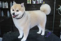【mix】Aちゃん　ご利用ありがとうございました。　カットコースでお手入れしました。　柴犬風に全身を短くカットしてスッキリサッパリになりました〇　お髭カットやお耳掃除もして今日もとってもお利口さんにトリミングできました(^^)/栃木県真岡市　トリミングサロン221B