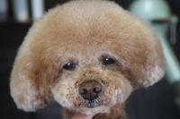 【トイプードル】Mちゃん　ご利用ありがとうございました。　カットコースでお手入れしました。　足バリを入れて、体・手足はいつもの長さにカットしました。　アフロが出来る長さになってきました〇　爪切りやお耳掃除もして今日もとってもお利口さんにトリミングできました(^^)/栃木県真岡市　トリミングサロン221B