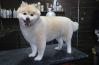 【mix】Aちゃん　ご利用ありがとうございました。　カットコースでお手入れしました。　全身を短めにカットして柴風になりました〇　今日もとってもお利口さんにトリミングできました(^^)/栃木県真岡市　トリミングサロン221B